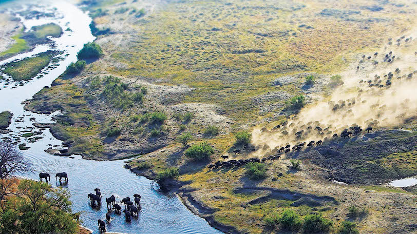 aerial scene from planet earth of a horde of animals